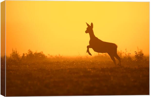 Fleeing Roe Deer at Sunset Canvas Print by Arterra 