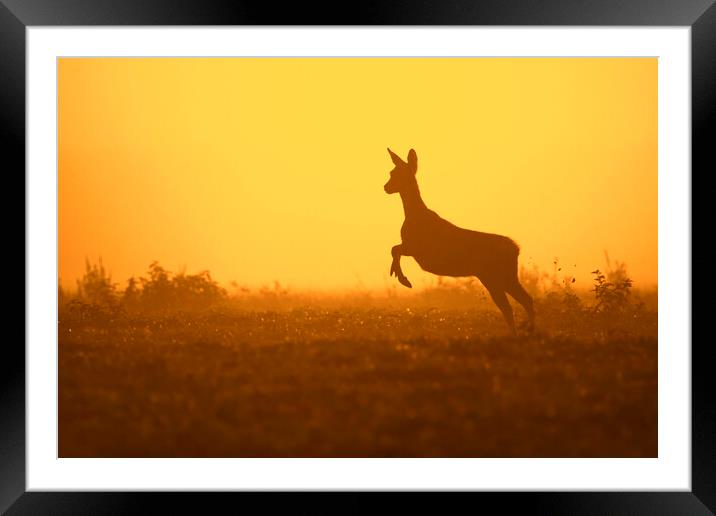 Fleeing Roe Deer at Sunset Framed Mounted Print by Arterra 