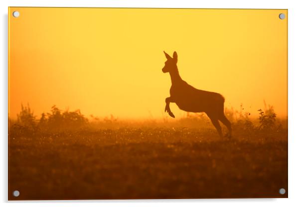 Fleeing Roe Deer at Sunset Acrylic by Arterra 