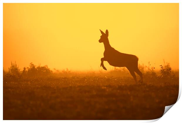 Fleeing Roe Deer at Sunset Print by Arterra 