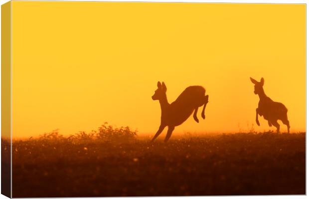 Young Roe Deer Running in Field Canvas Print by Arterra 