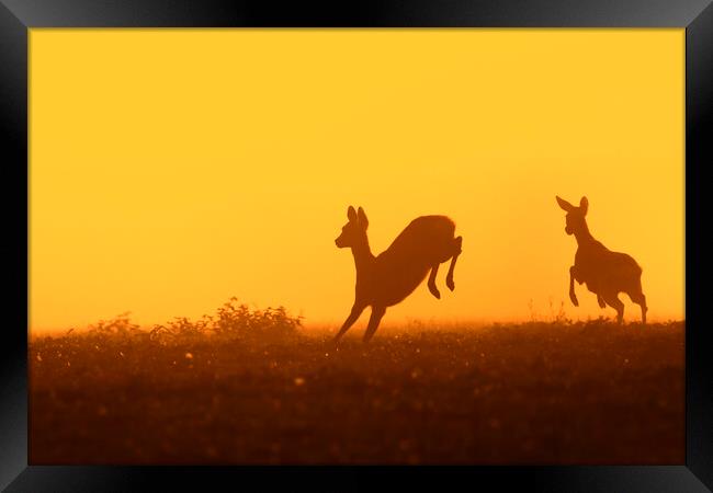 Young Roe Deer Running in Field Framed Print by Arterra 