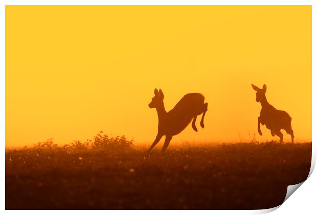Young Roe Deer Running in Field Print by Arterra 