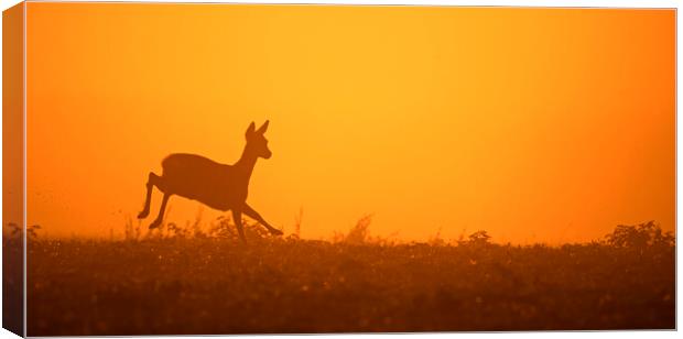 Roe Deer Running in Field at Sunset Canvas Print by Arterra 