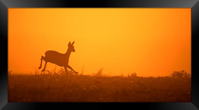 Roe Deer Running in Field at Sunset Framed Print by Arterra 