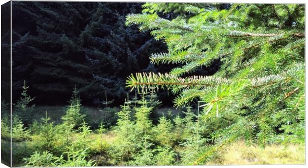 Majestic Scottish Pine Forest Canvas Print by Sandy Young