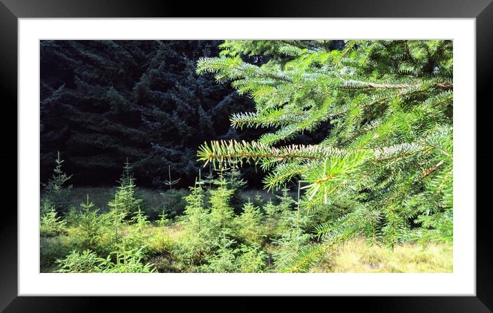 Majestic Scottish Pine Forest Framed Mounted Print by Sandy Young