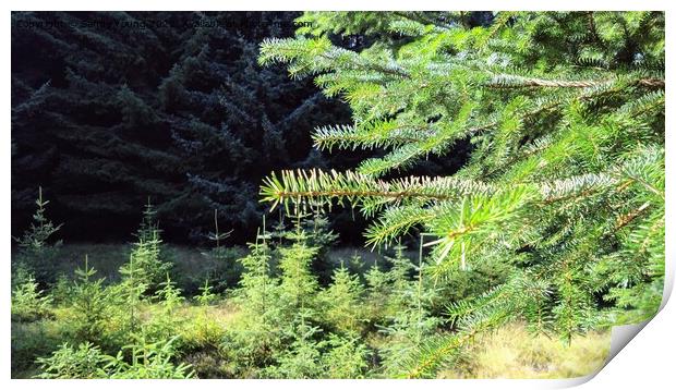 Majestic Scottish Pine Forest Print by Sandy Young