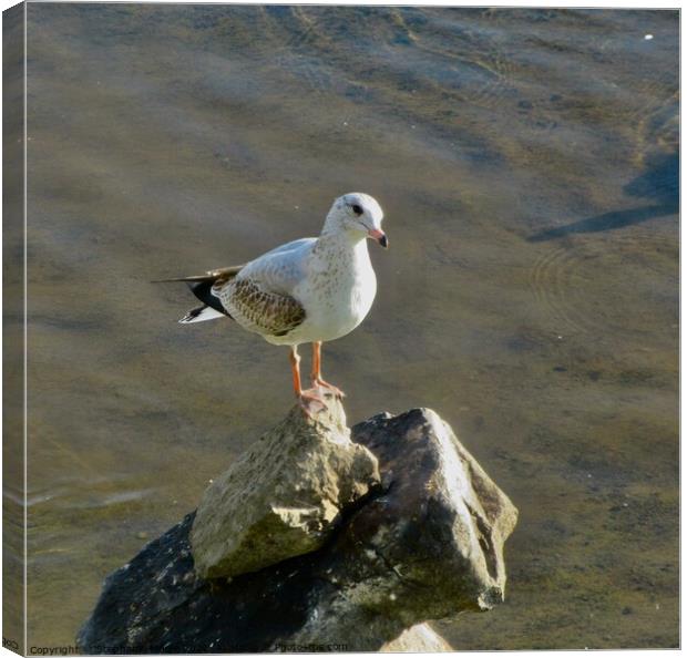 Seagull on the rocks Canvas Print by Stephanie Moore