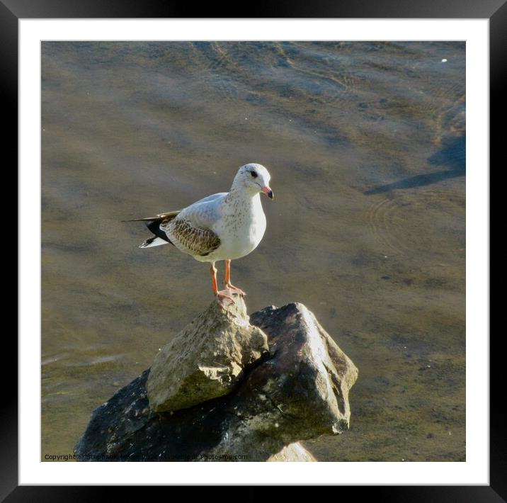 Seagull on the rocks Framed Mounted Print by Stephanie Moore