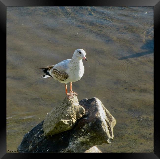 Seagull on the rocks Framed Print by Stephanie Moore