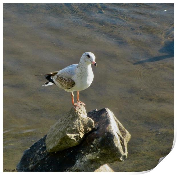 Seagull on the rocks Print by Stephanie Moore