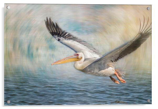 Flight of a Great White Pelican Acrylic by Belinda Greb