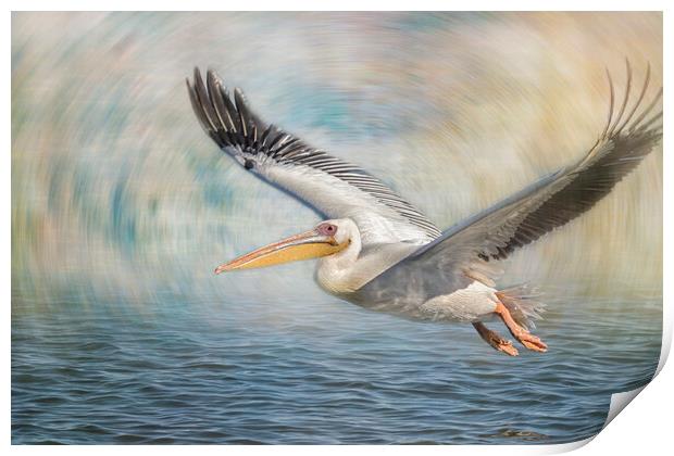 Flight of a Great White Pelican Print by Belinda Greb
