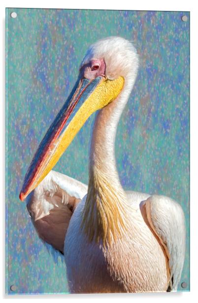 Great White Pelican, Profile, painterly Acrylic by Belinda Greb