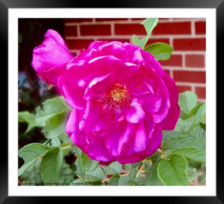 pink rose Framed Mounted Print by Stephanie Moore