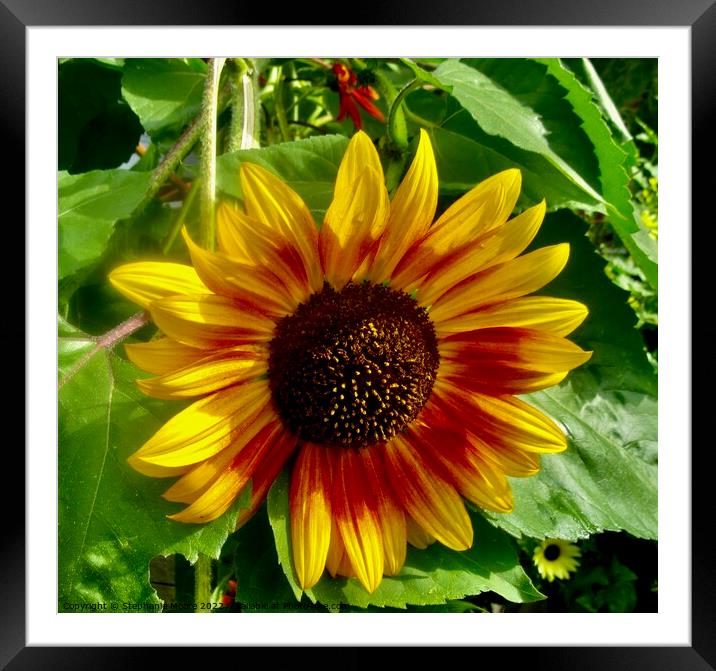 Sunflower Framed Mounted Print by Stephanie Moore