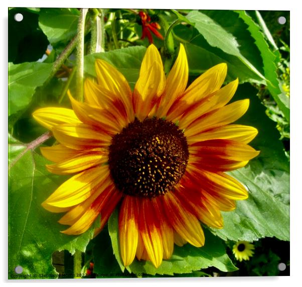 Sunflower Acrylic by Stephanie Moore