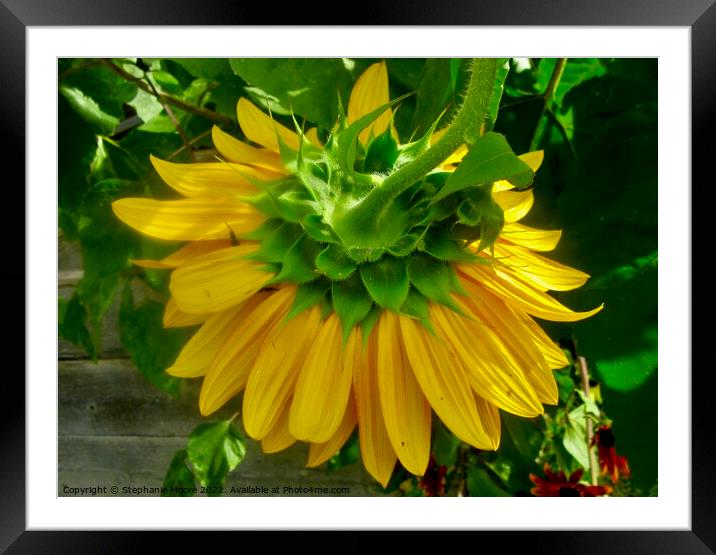 Sunflowers seen from behind Framed Mounted Print by Stephanie Moore