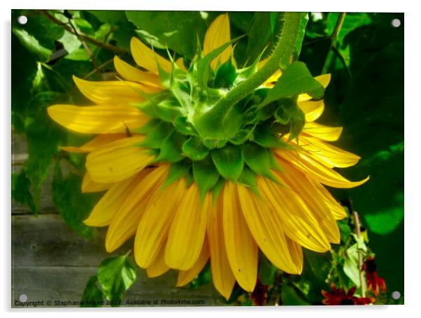 Sunflowers seen from behind Acrylic by Stephanie Moore