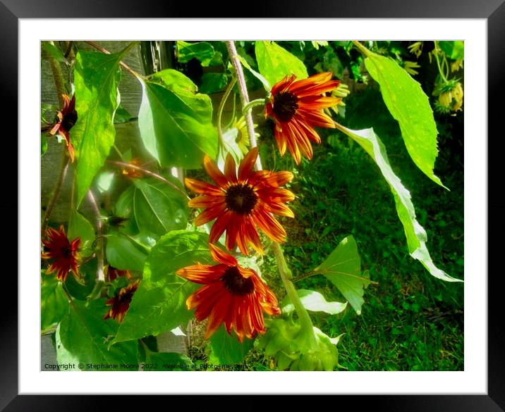Sunlit sunflowers Framed Mounted Print by Stephanie Moore