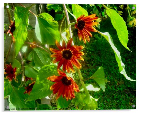 Sunlit sunflowers Acrylic by Stephanie Moore