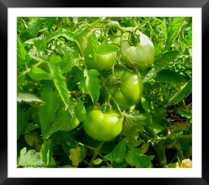 Tomatoes Framed Mounted Print by Stephanie Moore