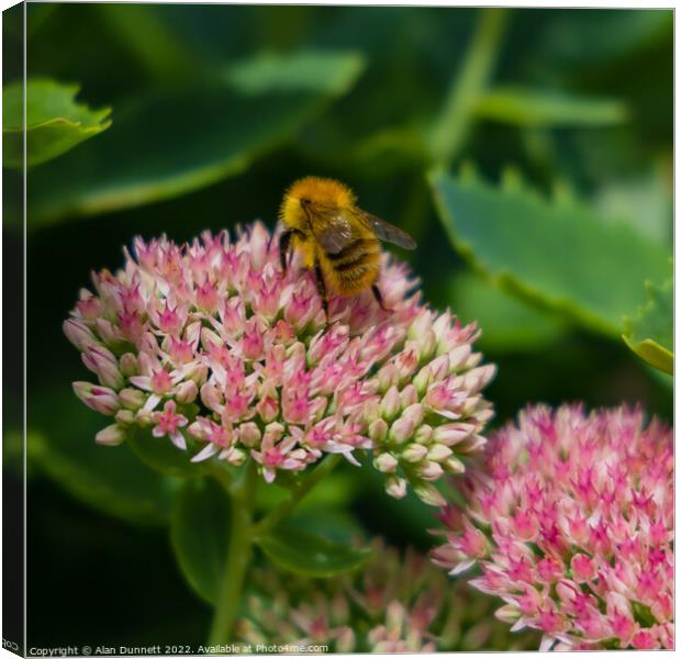 Carder bee Canvas Print by Alan Dunnett