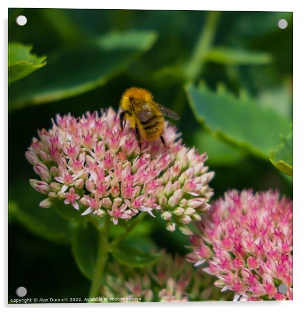 Carder bee Acrylic by Alan Dunnett