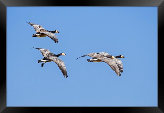 Barnacle Geese in Flight Framed Print by Arterra 