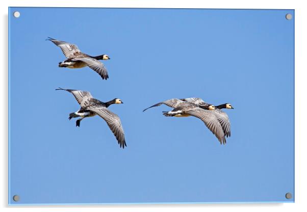 Barnacle Geese in Flight Acrylic by Arterra 