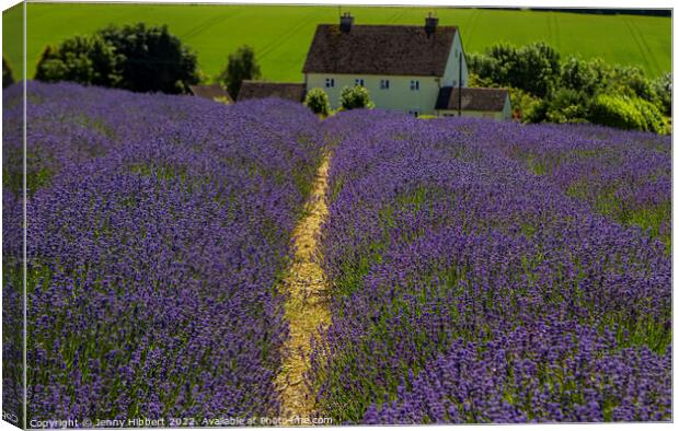 View of Cotswolds Snowshill Lavendar fields Canvas Print by Jenny Hibbert