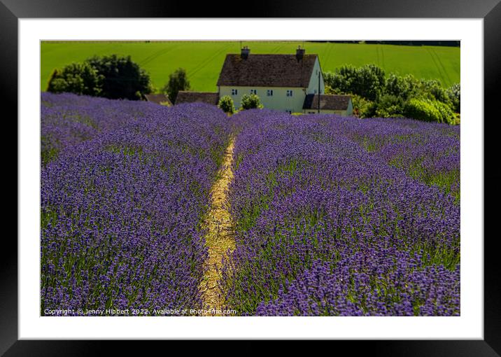 View of Cotswolds Snowshill Lavendar fields Framed Mounted Print by Jenny Hibbert