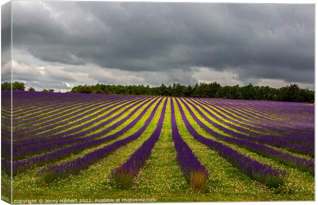 Stripes of Lavendar Fields in Snowshill Lavendar Farm Canvas Print by Jenny Hibbert