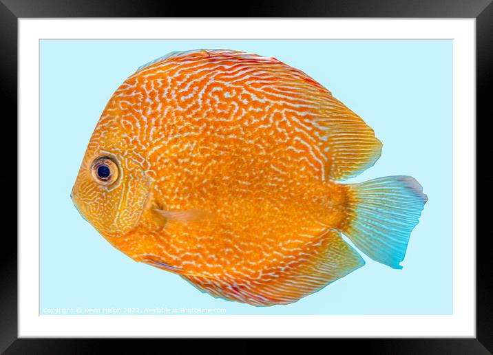 Discus fish, orange symphysodon discus in aquarium. Framed Mounted Print by Kevin Hellon