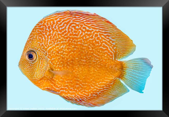 Discus fish, orange symphysodon discus in aquarium. Framed Print by Kevin Hellon