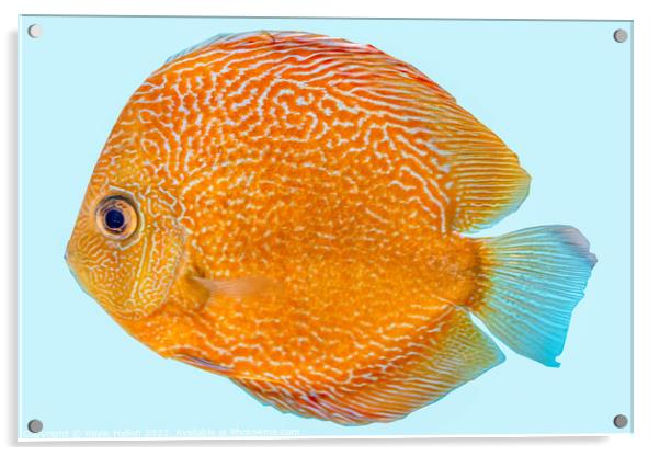 Discus fish, orange symphysodon discus in aquarium. Acrylic by Kevin Hellon