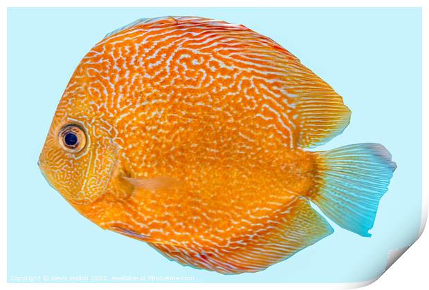 Discus fish, orange symphysodon discus in aquarium. Print by Kevin Hellon