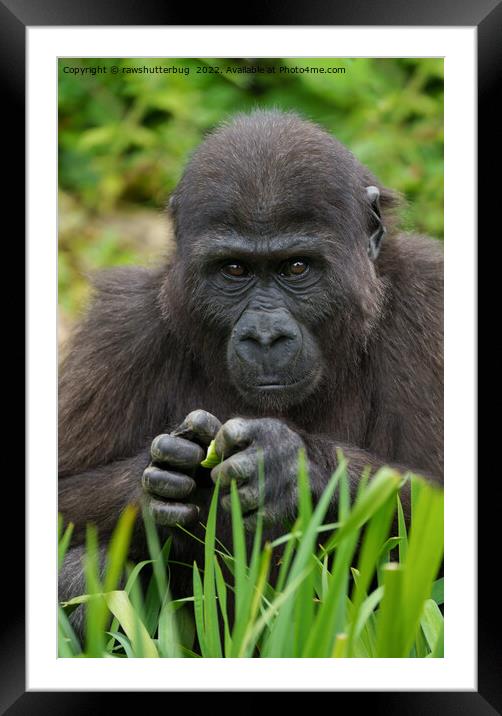 Intensely Adorable Baby Gorilla Framed Mounted Print by rawshutterbug 