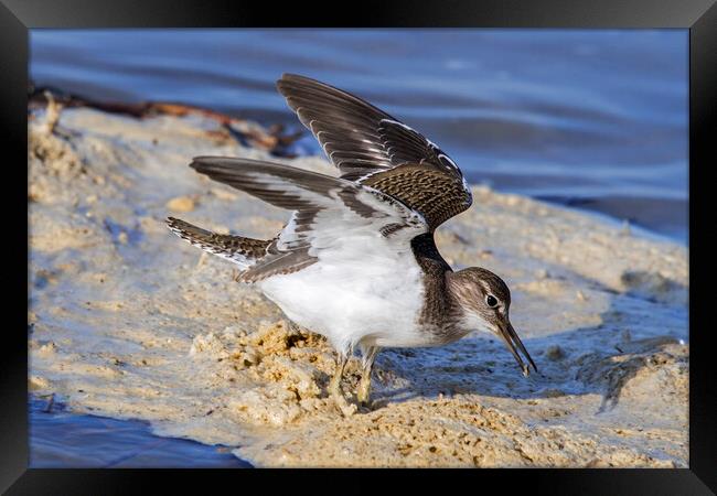 Common Sandpiper with Open Wings Framed Print by Arterra 