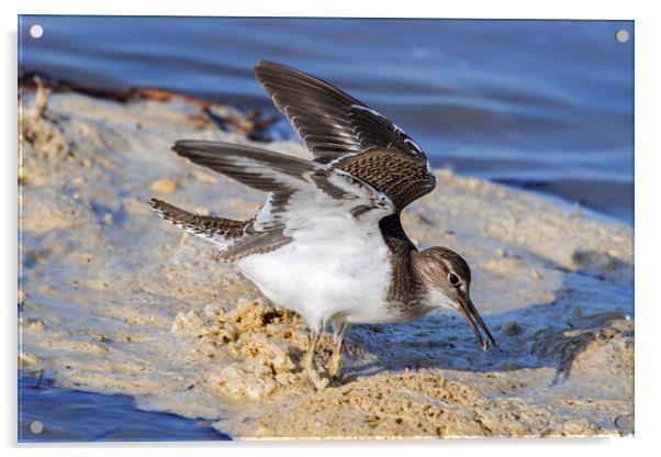 Common Sandpiper with Open Wings Acrylic by Arterra 