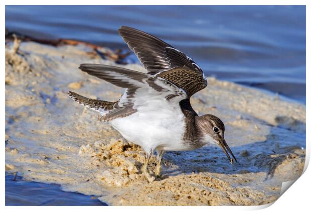 Common Sandpiper with Open Wings Print by Arterra 