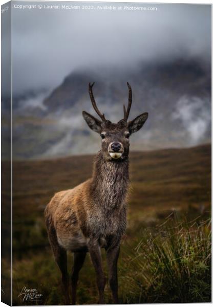 A Young Stag  Canvas Print by Lauren McEwan
