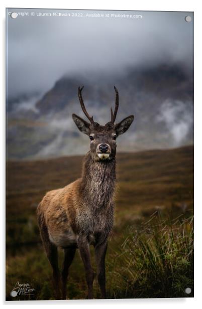 A Young Stag  Acrylic by Lauren McEwan