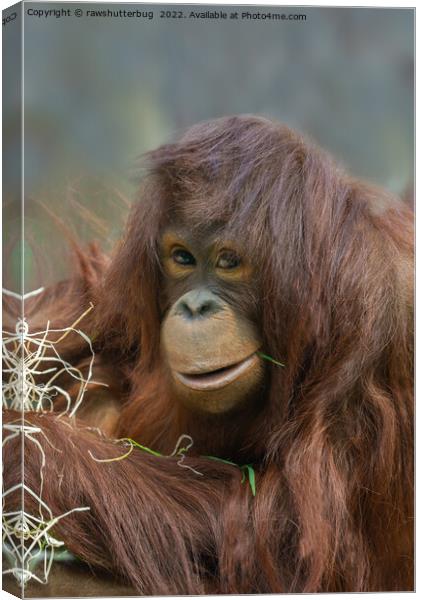 Playful Young Orangutan Canvas Print by rawshutterbug 