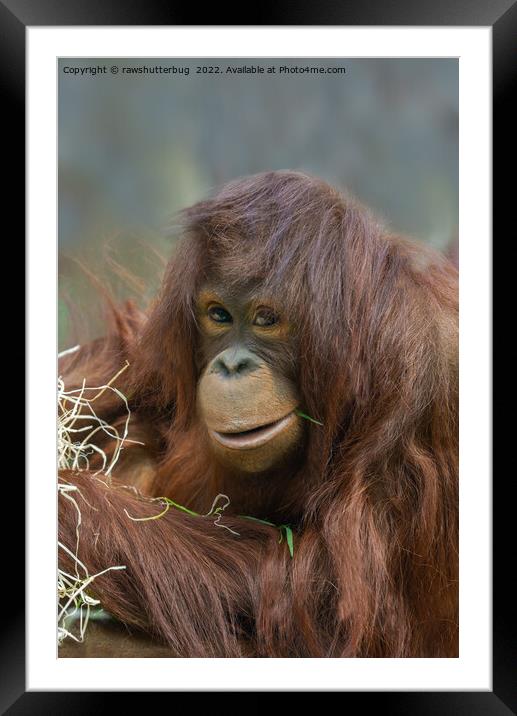 Playful Young Orangutan Framed Mounted Print by rawshutterbug 