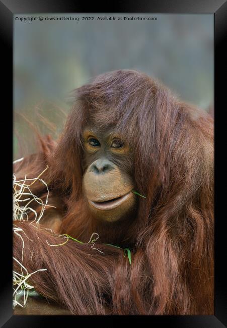 Playful Young Orangutan Framed Print by rawshutterbug 