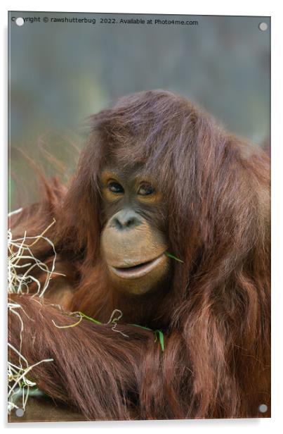 Playful Young Orangutan Acrylic by rawshutterbug 