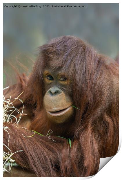 Playful Young Orangutan Print by rawshutterbug 