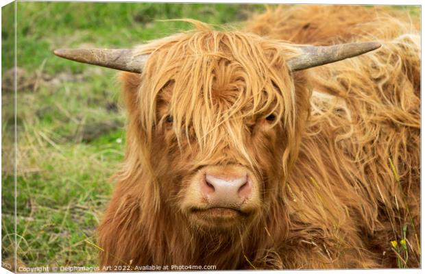 Highland cow portrait Canvas Print by Delphimages Art